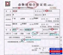 飛機空運寵物多少錢？寵物托運怎么辦理？