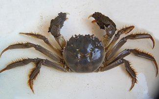 大閘蟹空運(yùn)過來全死了?大閘蟹怎么空運(yùn)存活率高?