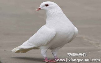 上海到武漢空運物流 飛機航空快遞