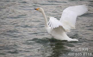 上海到雞西空運(yùn)_機(jī)場(chǎng)航空件
