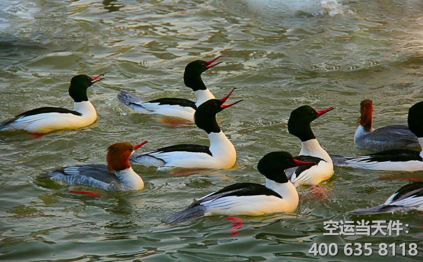 北京到丹東空運